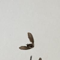 Qué insectos tengo en mi piso? Como combatirlos?