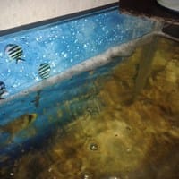 Pecera como una nuble blanca