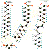 Lipogenesis