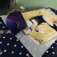 Mi gata se le salen los puntos