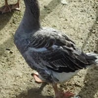 Oca con problema en una pata. ¿Qué puede ser?