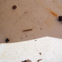 Duda con lombrices en bonsái olivo