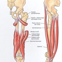Pata de ganzo
