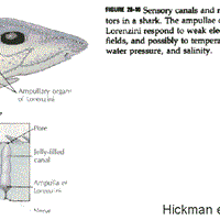 Preguntas sobre peces