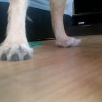 Apoyo plantar extraño en cachorro