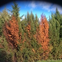 ¿Las arizónicas se están secando que puedo hacer?