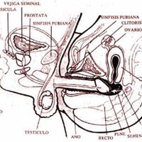 ¿El pene debe entrar en que parte de la vagina?