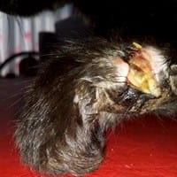 ¿Como curo la herida de mi gata?