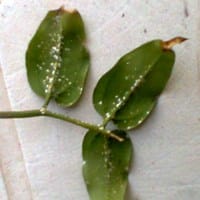 Posibles cochinillas