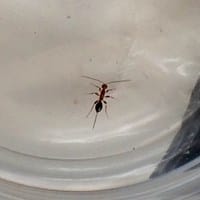 Alguien que pueda identificar este insecto