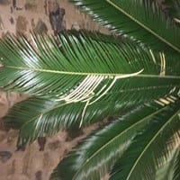 Cyca revoluta con hojas verdes y trozos amarillos