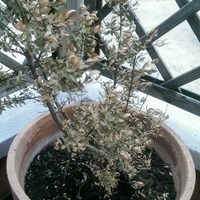 Naranjo enano se a secado en poco tiempo