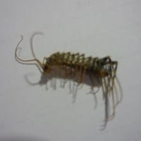 He encontrado un insecto en mi casa que no lo había visto nunca y me gustaría saber que es.