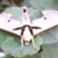 Paola Zuñiga Ramirez