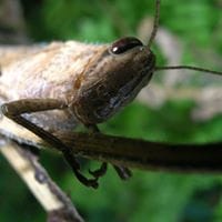 Roger De Jesús Cerdas