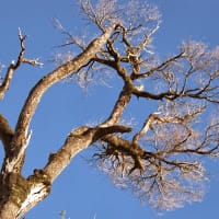 Viviana Carola Perez Santibañez