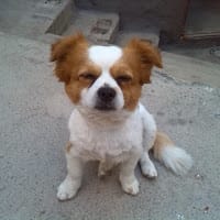 Pepe Tevar