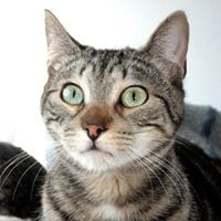 Gata Madrid