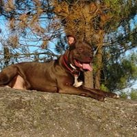 Chuqui El Lindo