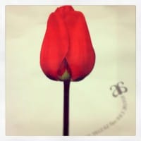 Luis bh