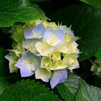 Serrana HA