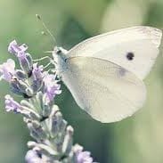 Veronica Castillejos Lopez