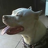 Missael Ruiss