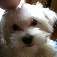 Josu Arruabarrena Lekuona