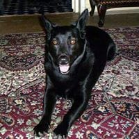 El lado oscuro de la fuerza