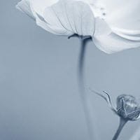 Maria Celeste Diaz Chenu