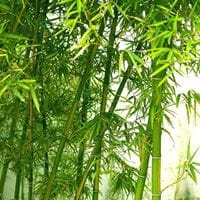 Auraimanes Auraimanes