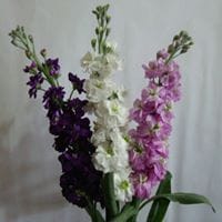 Piel Canela Alhelí TreSe