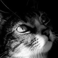 Byte Kernel Cat