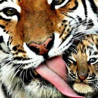 yoGuardar porsiempre