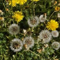 Fernando Casado Gonzalez