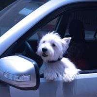 Jenckito Walker Terrier