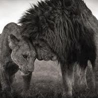 Sofia Tassara Hoffmeyer