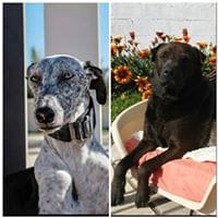 Lourdes La Galga Manuela