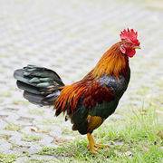 Pollo Almeria