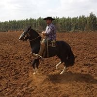 Marconi Fuentes Vega