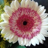 Flor Castillo