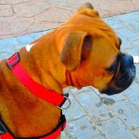 Diego C