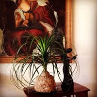 Arteplantas Ec