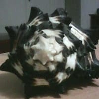 Fco. E. Domínguez