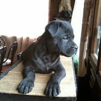 julio cesar niño ortiz