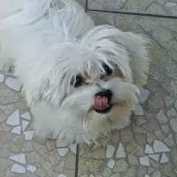 carlos bastian arriagada droguett