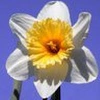Narcis Buisac Mas