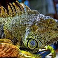 Felipe Ferrer-Mendoza