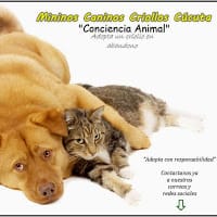 Mininos Caninos Criollos