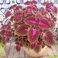 FRANCISCO JOSE ZAMORA GONZÁLEZ